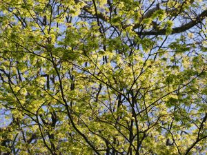 Acer palmatum ‘Sango kaku’
