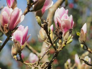 Magnolia denudata ‘Dan Zin’
