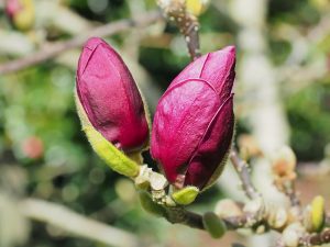 Magnolia ‘Genie’
