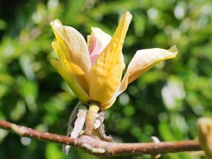 Magnolia ‘Tropicana’