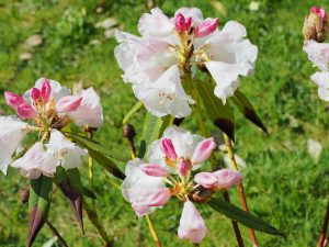 Rhododendron moorii
