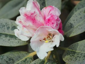 Rhododendron pachysanthum
