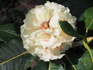 Rhododendron singogrande