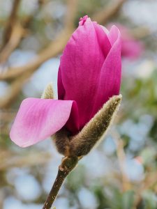 Magnolia ‘Purple Splendour’