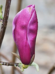 Magnolia liliiflora ‘Holland Red’