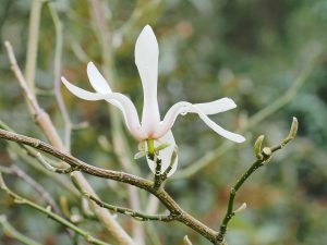Magnolia amoena