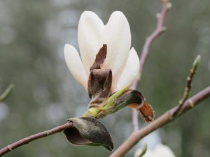 Magnolia ‘Angelica’