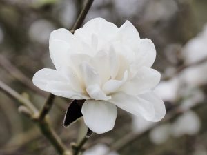 Magnolia x loebneri ‘Mags Pirouette’