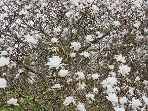 Magnolia x loebneri ‘Mags Pirouette’