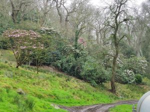 view of the various rhododendrons