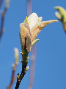 Magnolia ‘Goldfinch’