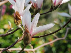 Magnolia ‘Kalleberg’
