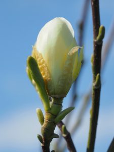 Magnolia ‘Petit Chicon’