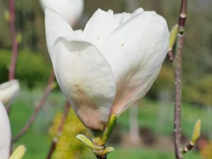 Magnolia ‘Spring Rite’