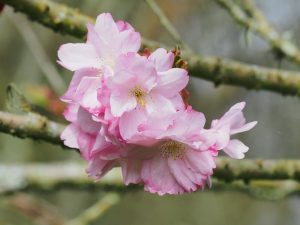 Prunus matsumae ‘Beni-yutaka’