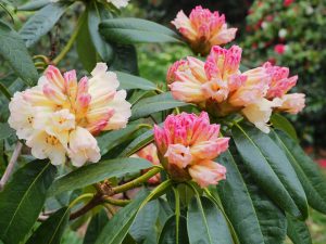 Rhododendron ‘Loch Awe’