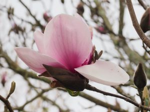 Magnolia ‘Atlas’