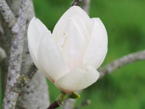 Magnolia ‘Crystal Chalice’