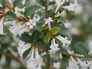 Osmanthus delavayi