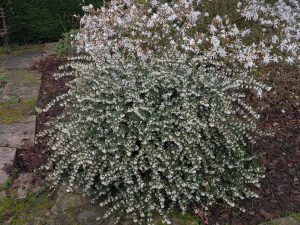 Osmanthus delavayi