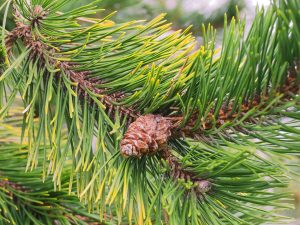 Pinus incinata