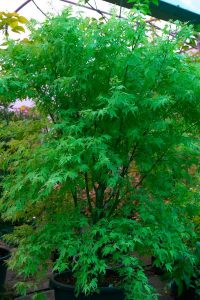 Acer palmatum 'Metamorphosa'