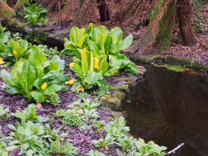 rocky waterfall and skunk cabbage