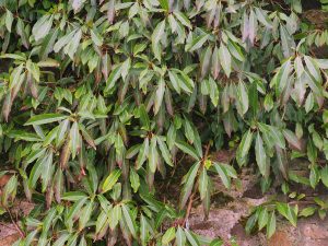 Hydrangea serratifolia