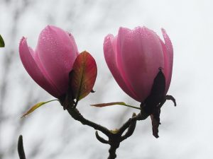 Magnolia sprengeri Diva ‘Copeland Court’