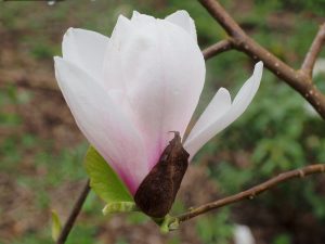 Magnolia ‘Felicity’