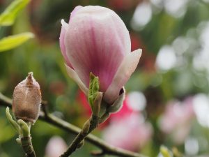 Magnolia soulangeana ‘Lombardy Rose’