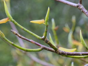 Magnolia x thompsoniana ‘Olmenhof’
