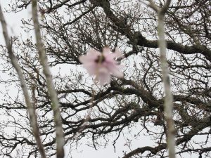 Magnolia sargentiana multipetala