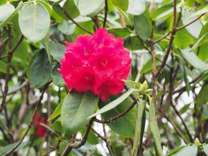 Rhododendron ‘Boadicea’