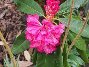Rhododendron magnificum