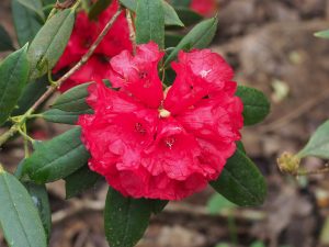 Rhododendron ochraceum