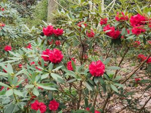 Rhododendron ochraceum