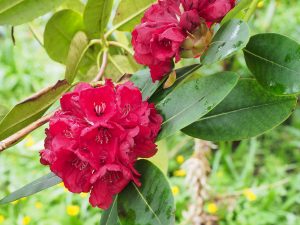 Rhododendron ‘Queen of Hearts’