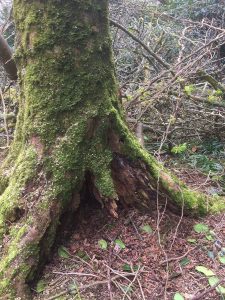 dead tree has had to be felled