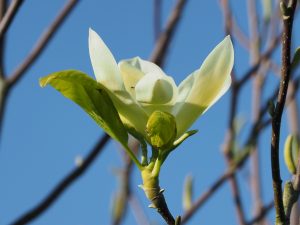 Magnolia ‘Goldfinch’
