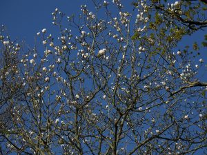 Magnolia x veitchii ‘Isca’