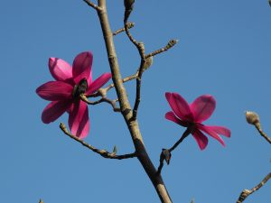 Magnolia campbellii ‘Peter Borlaise’
