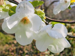 Magnolia pseudokobus ‘Kubimishimodori’