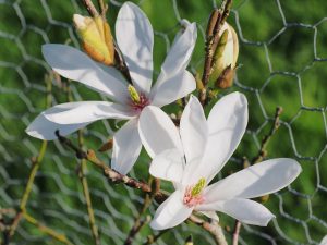 Magnolia ‘Slavins No 4’