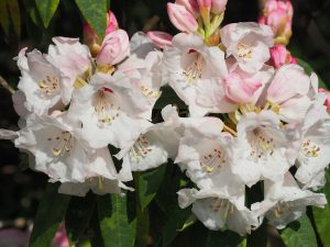 Rhododendron moorii