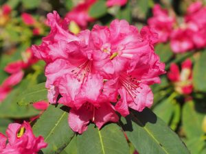 Rhododendron moorii x Rhododendron euchates