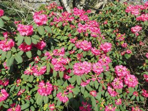 Rhododendron moorii x Rhododendron euchates