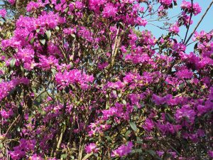 Rhododendron desquamatum
