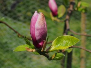 Magnolia ‘Theodora’