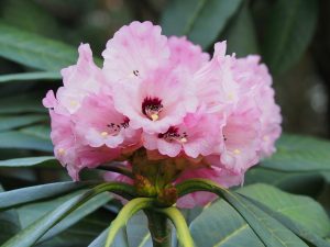 Rhododendron protistum var giganteum